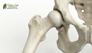 Hip Dysplasia in Dogs: 3 Research-Backed Findings That Explain Why Large Breeds Suffer More 2 dog hip bones