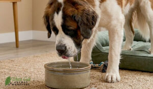 dog hydrating
