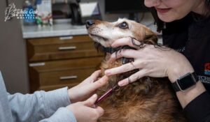 Autoimmune Animal Testing Explained: 5 Powerful CBC Markers That Raise Red Flags Early 4 drawing blood from a dog