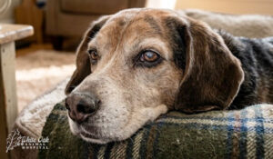 How Do Dogs Get Kidney Stones? Clues Your Dog’s Body Is Out of Balance 2 senior dog