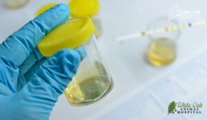 urine sample