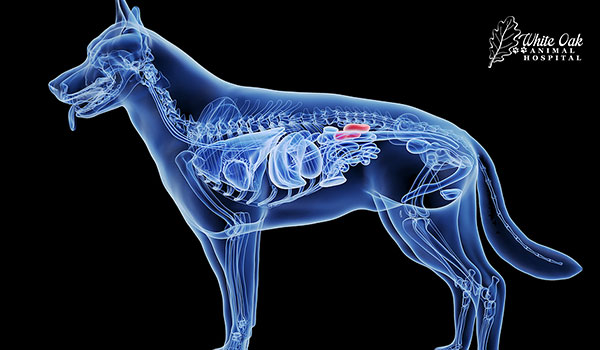 3d rendered medically accurate illustration of the dogs kidneys