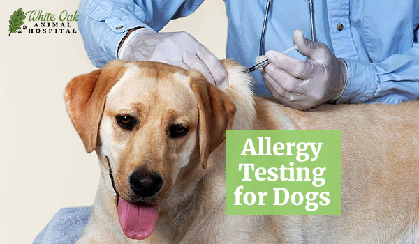 Allergy Testing for Dogs: 5 Surprising Insights That Shape TCVM Treatment Plans 1 Allergy Testing for Dogs