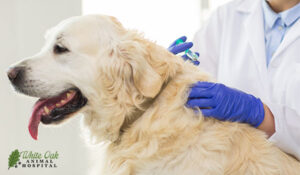 Dog getting an allergy shot from a vet