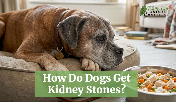 How Do Dogs Get Kidney Stones? Clues Your Dog’s Body Is Out of Balance 1 How Do Dogs Get Kidney Stones?