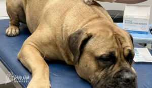 Dog undergoing acupuncture