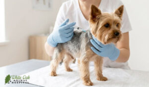 a dog getting vaccinated