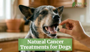 Natural Cancer Treatments for Dogs